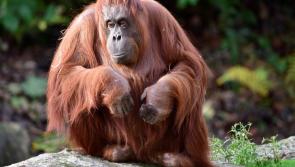 Dublin Zoo announce the passing of 'much loved' 44 year-old Orangutan Leonie