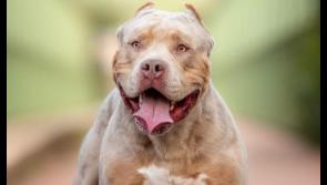 Highest number of XL Bully type dogs surrendered in Limerick city and county