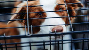 Regulation of puppy farms to be debated in D&aacute;il as dogs kept in 'horrendous conditions'