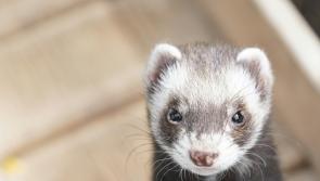 Gardai hunt down Limerick man after ferret was stolen during a burglary