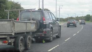 Hitchhike pollination: Pesky plant's&nbsp;stealthy tricks make Limerick council agenda