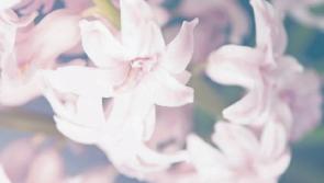 Deaths in Limerick - July 12, 2018