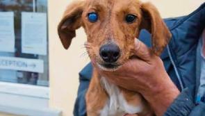 Public raises &euro;1,000 for abandoned blind puppy rescued by Limerick Animal Welfare