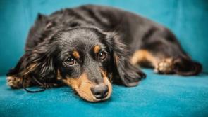 Special event as &lsquo;Blessing of Animals&rsquo; to take place in Limerick city school