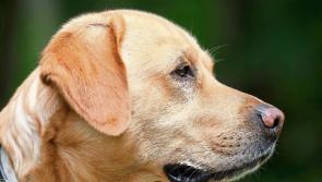 Limerick Animal Welfare warn about &lsquo;bogus callers&rsquo; going door to door