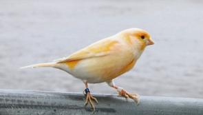 Missing bird: Canary flies coop and lands in Limerick's Clayton Hotel