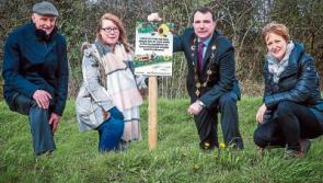 Limerick council delays grass-cutting programme to help bees pollinate