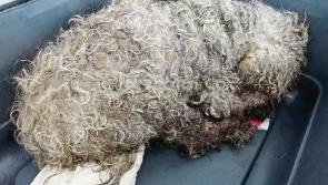 Dog discovered in 'shocking condition' in Limerick dies after emergency treatment