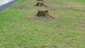 Limerick&nbsp;man &lsquo;cut up&rsquo; over chopping down of trees