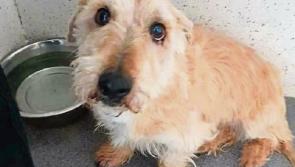 Limerick Animal Welfare seeks to find new home for grieving pet after owner's death