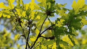 Green Fingers: Frosty grip of spring not ready to let go