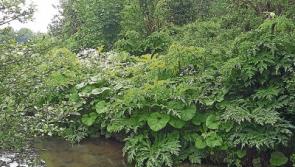 Find out how you can help fight off alien invader in Limerick