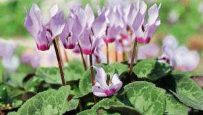 Green Fingers: Adding a splash of colour for winter