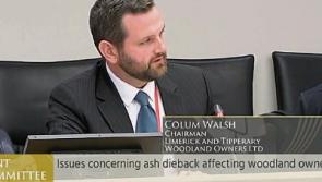 Limerick forestry owners frustrated at lack of state action over ash crisis