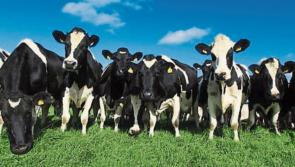 Just over 1% of Irish farms are organic, CSO reveals