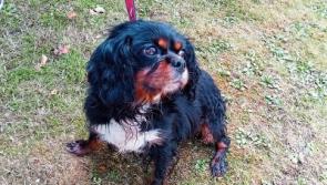 Nine &lsquo;stolen&rsquo; dogs located in Limerick town remain in garda custody