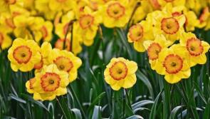 Green Fingers: Is it too early to plant spring flowering bulbs? - James Vaughan