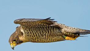 Bird with&nbsp;avian&nbsp;flu&nbsp;taken to Limerick veterinary laboratory