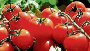 All About Food: Too many tomatoes?