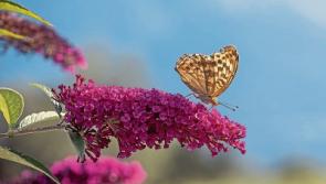Green Fingers: Plants that will attract butterflies