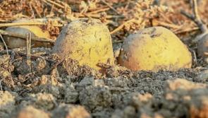 Green Fingers: It&rsquo;s harvest time again in the veggie patch