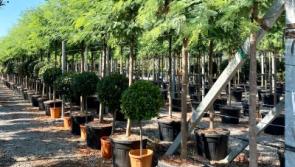 Gardening with Jo: How lockdown has changed what will grow in your garden