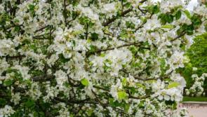 Gardening with Jo: The pivotal gardening months are here so plan ahead