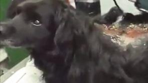 Limerick vet 'devastated' as dumped dog dies