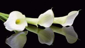 Recent deaths in Limerick