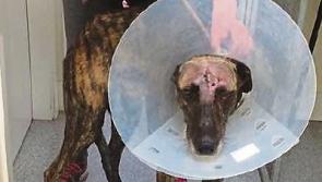 Limerick Animal Welfare gives pets a second chance in life