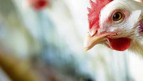 Irish public told not to handle dead or sick birds as 3rd case of avian flu reported