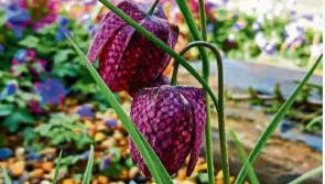 The nodding heads of fritillaries