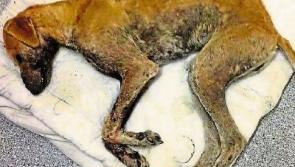 Dog found in 'horrific state of neglect' put down by Limerick vet