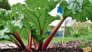 Robust rhubarb makes for a tasty summer treat