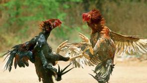 Garda probe launched as 15 dead roosters found at suspected 'cock fighting' site
