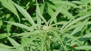 Over &euro;500,000 worth of cannabis seized by Garda&iacute; at grow house