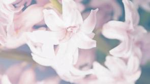 Deaths in Limerick - October 4, 2017