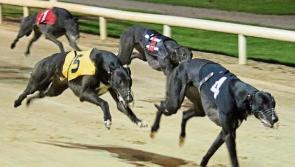 Meduza still the one to beat in Golden Muzzle