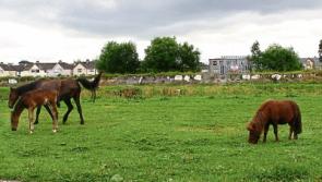 Nine horses seized in Limerick as council clampdown continues