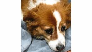 Warning issued after dog in Limerick eats poison wrapped in meat