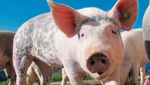 'I am acutely aware of the challenges' - IFA pig protest paused after McConalogue meeting
