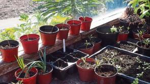 April is a busy time in the vegetable garden