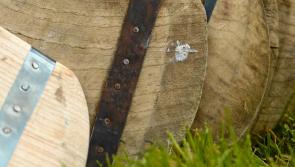 Three Limerick schools begin Dr Harty Cup campaigns today