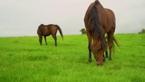 Horse racing in Limerick and Clare generates &euro;126m to the economy