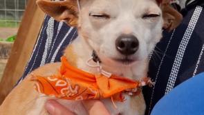 WATCH: My Lovely Horse rescue steal the show in Stradbally with adorable ponies and puppies