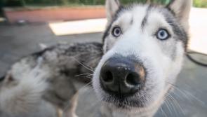  'Unprecedented levels of animal cruelty cases' in Ireland