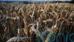 Irish farmers urged to grow more crops in response to Ukraine war