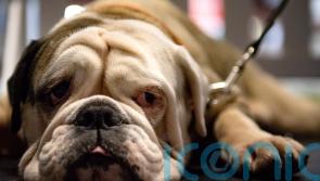 Hundreds of pets have made Ireland their home after fleeing Ukraine with their owners