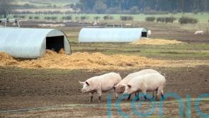 Antibiotic-resistant MRSA found in European pigs can jump to humans, new study suggests