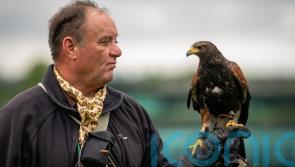 Wimbledon hawk trainer was told to &lsquo;get a proper job&rsquo; in early days